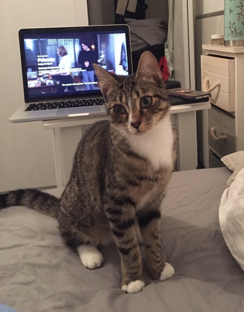 Pepita, chatte perdue le 13/02/2020