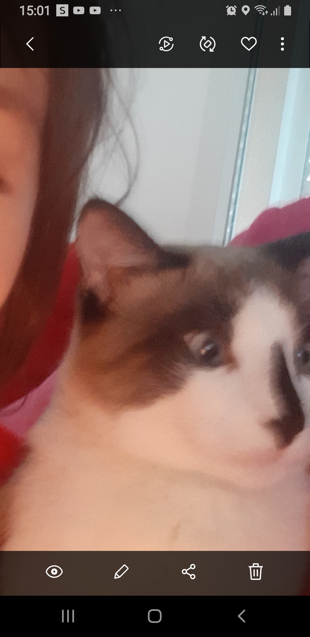 Simon, chat perdu le 22/04/2020