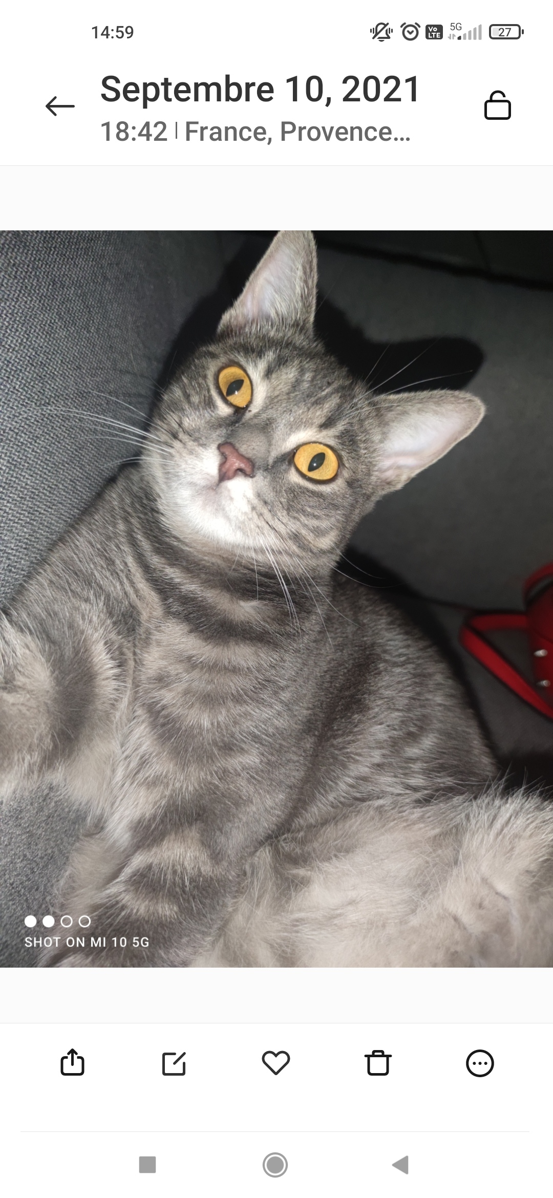 Skye , chatte perdue le 14/09/2021