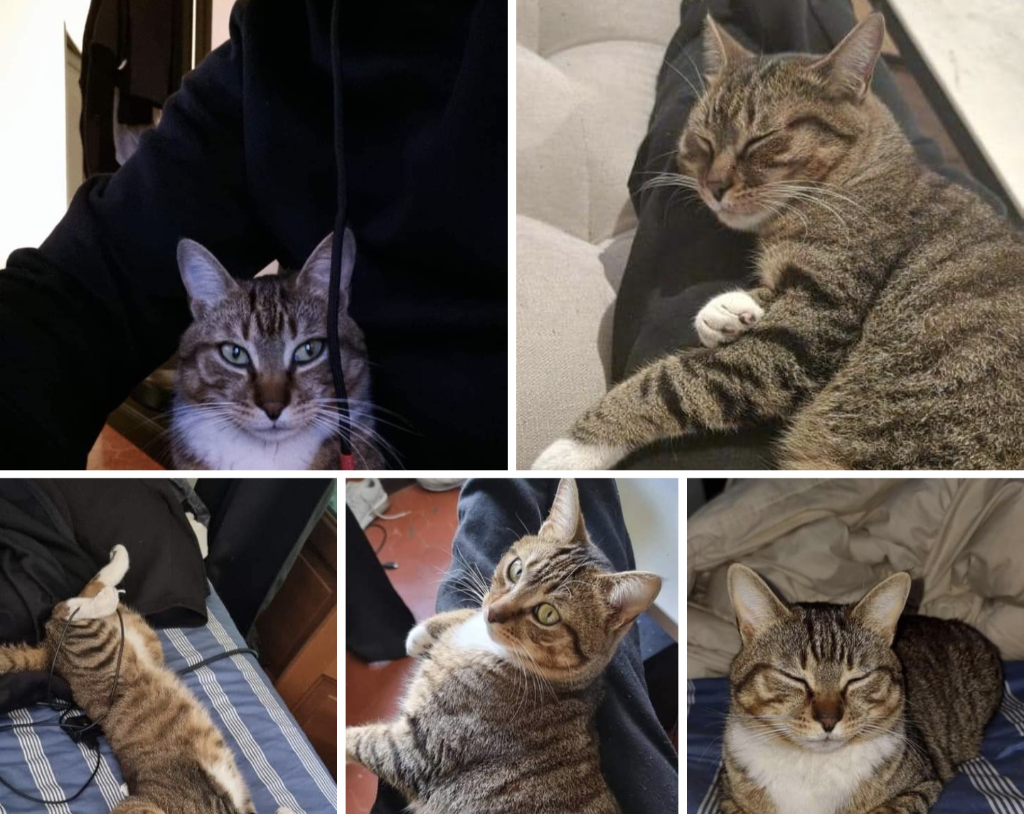 Rapido, chat retrouvé