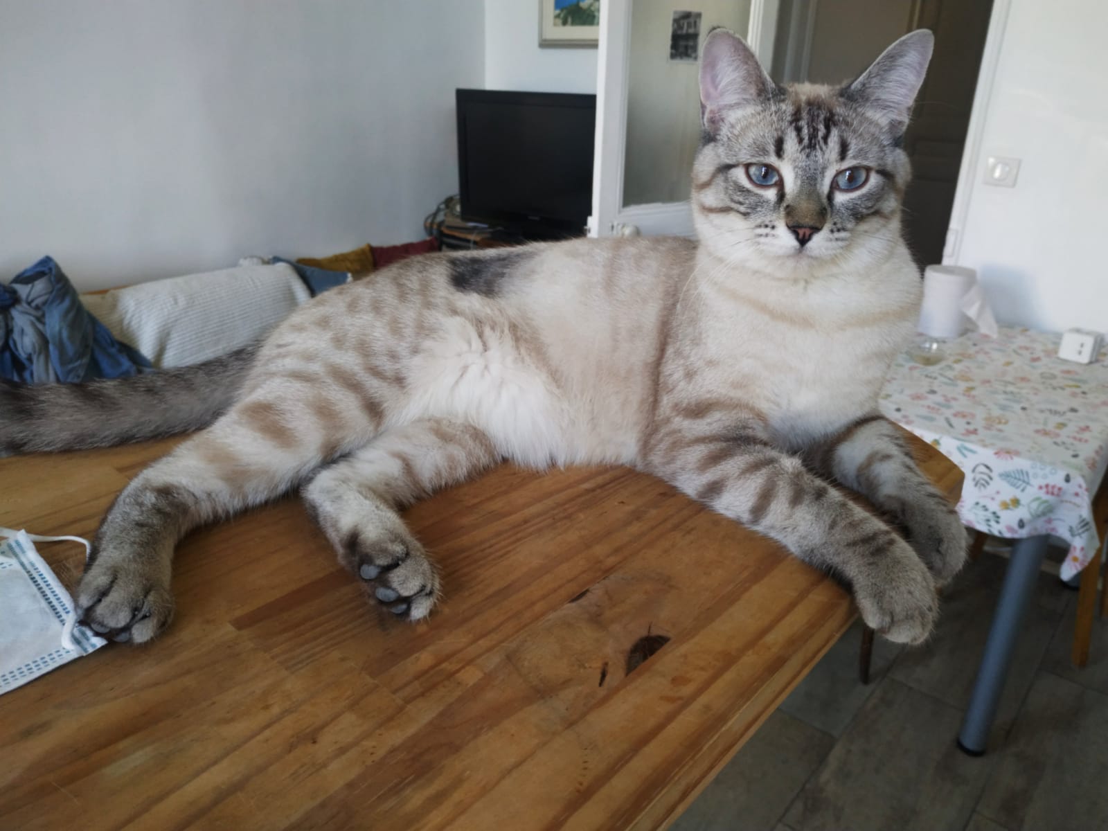 Coucotte , chatte retrouvée