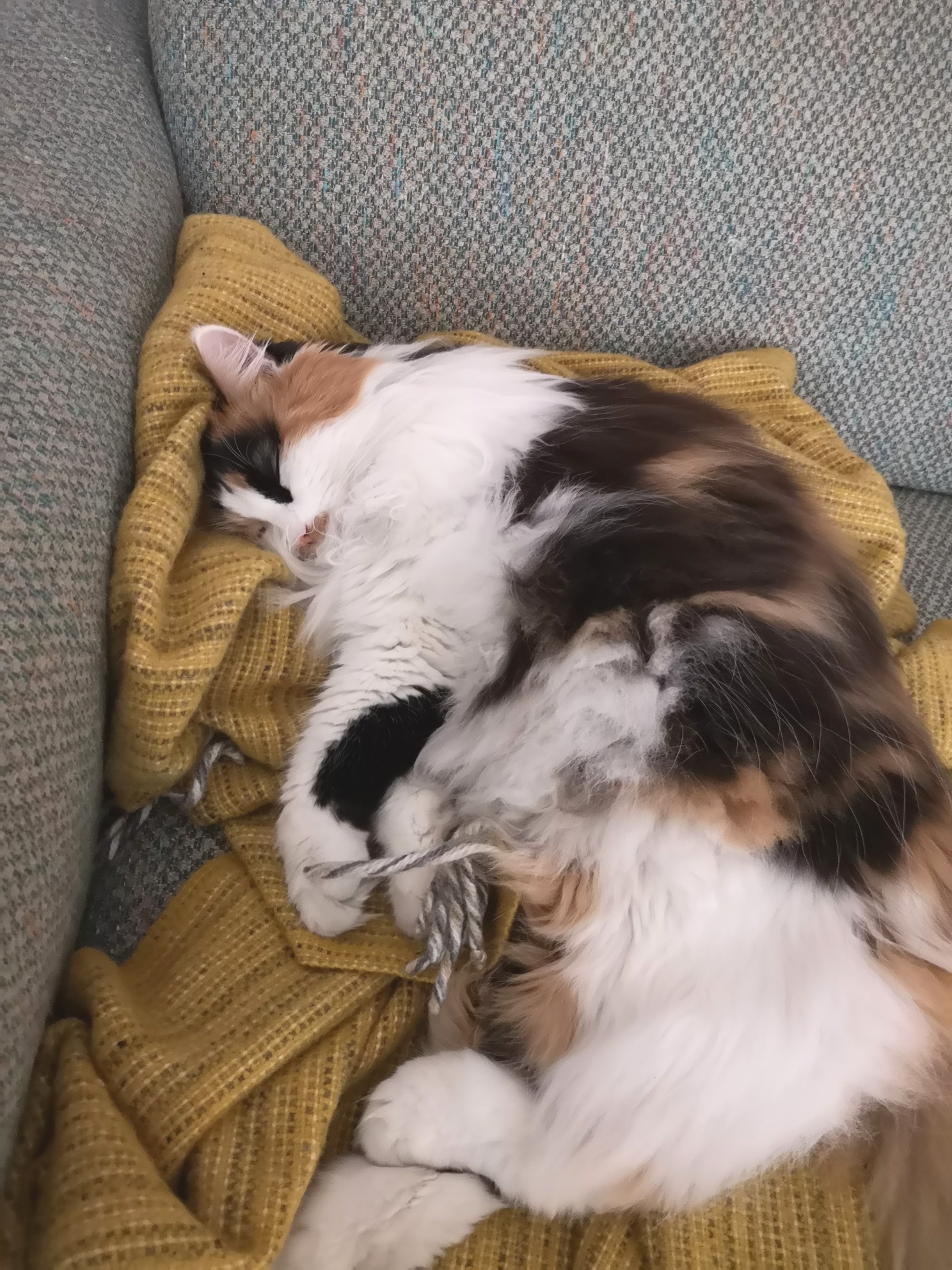 Blanchette , chatte perdue le 20/11/2019