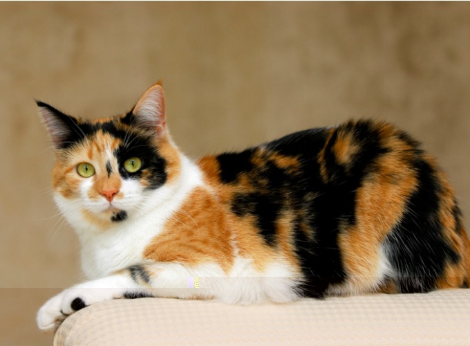 Diana, chatte retrouvée