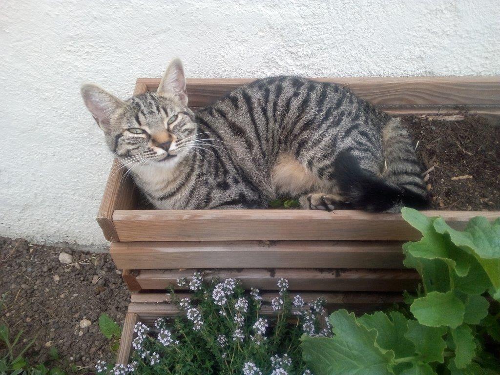 Zéphyrette, chatte perdue le 28/11/2019